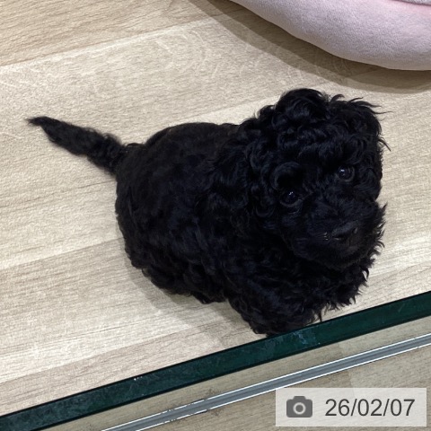 トイ・プードルの写真