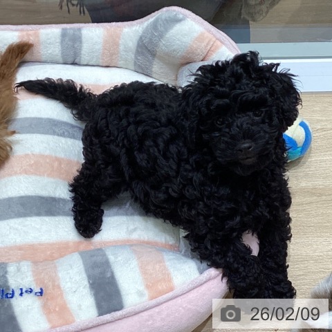 トイ・プードルの写真