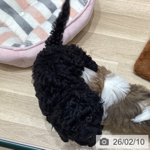 トイ・プードルの写真