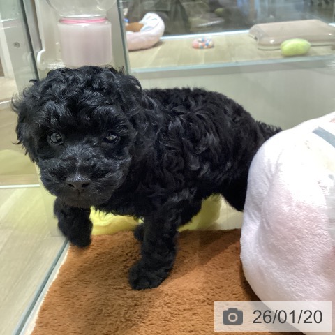 東京都のトイプードル(トイ) (ペットプラス 立川高島屋S.C.店/2025年11月20日生まれ/男の子/ブラック)の子犬の4枚目の画像