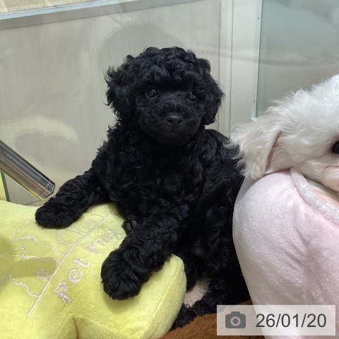 東京都のトイプードル(トイ) (ペットプラス 立川高島屋S.C.店/2025年11月20日生まれ/男の子/ブラック)の子犬の3枚目の画像