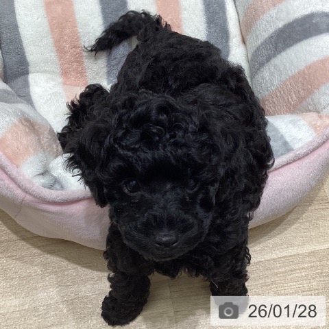 東京都のトイプードル(トイ) (ペットプラス 立川高島屋S.C.店/2025年11月20日生まれ/男の子/ブラック)の子犬の3枚目の画像