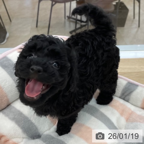 神奈川県のトイプードル(トイ) (ペットプラス 相模原並木店/2025年11月20日生まれ/男の子/ブラック)の子犬の3枚目の画像