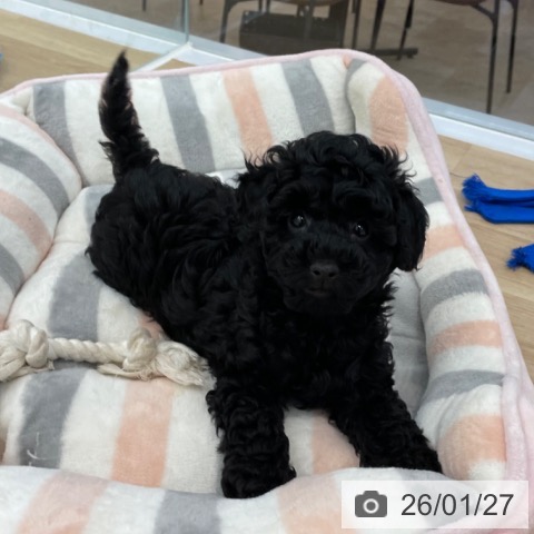 神奈川県のトイプードル(トイ) (ペットプラス 相模原並木店/2025年11月20日生まれ/男の子/ブラック)の子犬の3枚目の画像