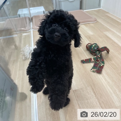 神奈川県のトイプードル(トイ) (ペットプラス 相模原並木店/2025年11月20日生まれ/男の子/ブラック)の子犬の4枚目の画像