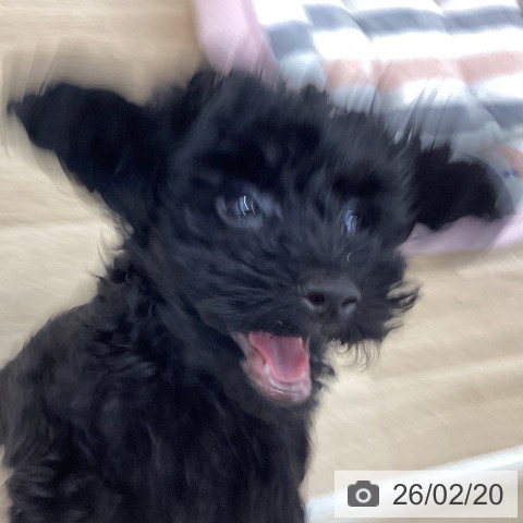 神奈川県のトイプードル(トイ) (ペットプラス 相模原並木店/2025年11月20日生まれ/男の子/ブラック)の子犬の3枚目の画像