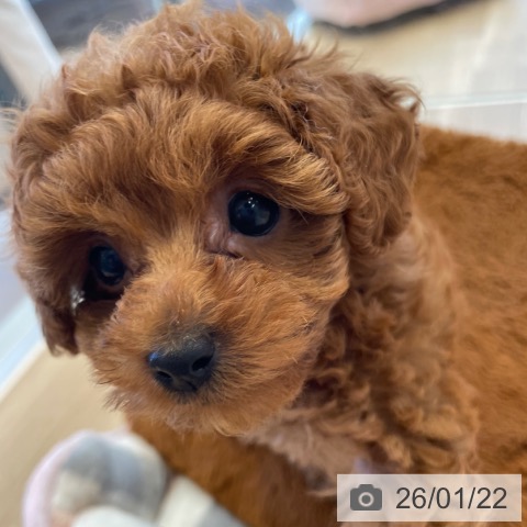 神奈川県のトイプードル(トイ) (ペットプラス テラスモール湘南店/2025年11月20日生まれ/女の子/レッド)の子犬の3枚目の画像