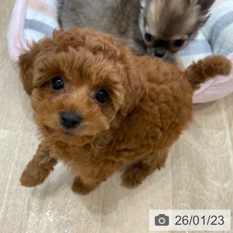 神奈川県のトイプードル(トイ) (ペットプラス テラスモール湘南店/2025年11月20日生まれ/女の子/レッド)の子犬の4枚目の画像