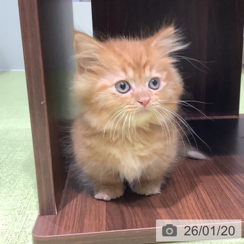 長野県のマンチカン (ペットプラス 松本店/2025年11月20日生まれ/男の子/レッドタビー)の子猫の3枚目の画像