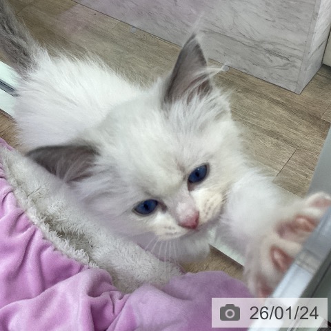 ラグドールの写真