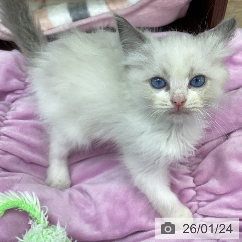 ラグドールの写真