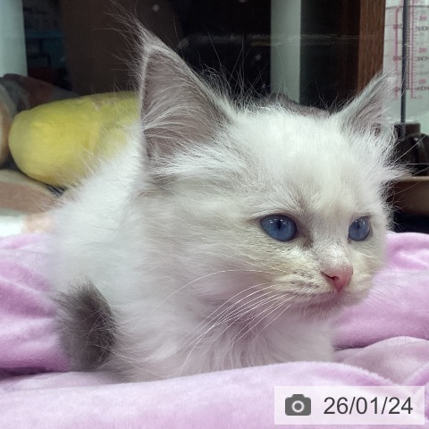 福岡県のラグドール (ペットプラス 春日店/2025年11月19日生まれ/男の子/ブルーポイントバイカラー)の子猫の4枚目の画像