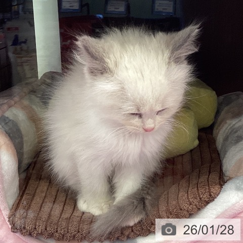 福岡県のラグドール (ペットプラス 春日店/2025年11月19日生まれ/男の子/ブルーポイントバイカラー)の子猫の4枚目の画像