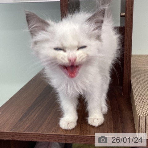 福岡県のラグドール (ペットプラス 春日店/2025年11月19日生まれ/男の子/ブルーポイントバイカラー)の子猫の3枚目の画像