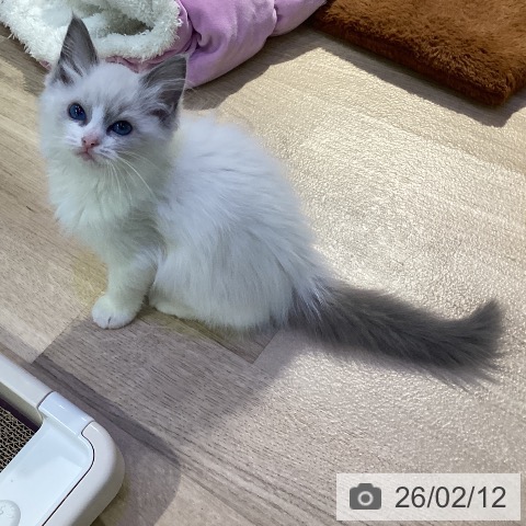 東京都のラグドール (ペットプラス 東久留米店/2025年11月19日生まれ/女の子/ブルーポイントバイカラー)の子猫の4枚目の画像