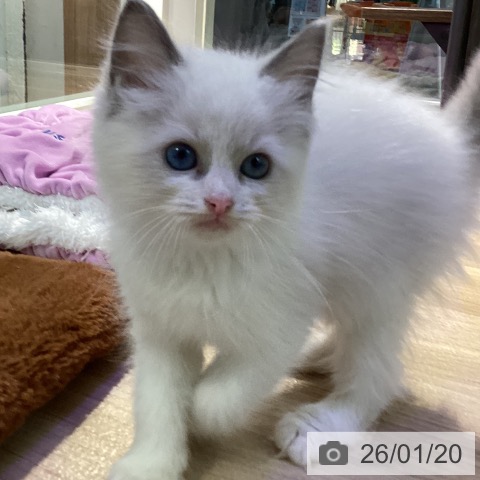 東京都のラグドール (ペットプラス 東久留米店/2025年11月19日生まれ/女の子/ブルーポイントバイカラー)の子猫の3枚目の画像