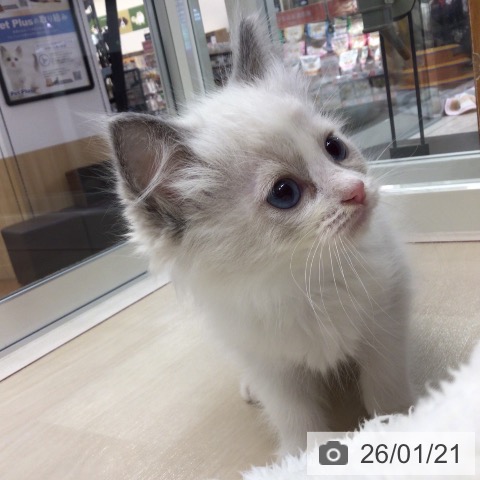埼玉県のラグドール (ペットプラス 浦和美園店/2025年11月19日生まれ/女の子/ブルーポイントバイカラー)の子猫の4枚目の画像