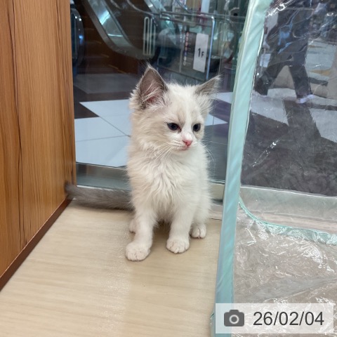 埼玉県のラグドール (ペットプラス 浦和美園店/2025年11月19日生まれ/女の子/ブルーポイントバイカラー)の子猫の4枚目の画像