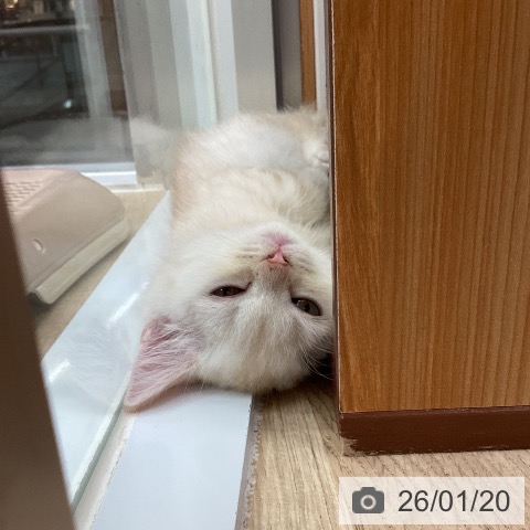 東京都のマンチカン (ペットプラス むさし村山店/2025年11月20日生まれ/女の子/クリームタビー)の子猫の3枚目の画像