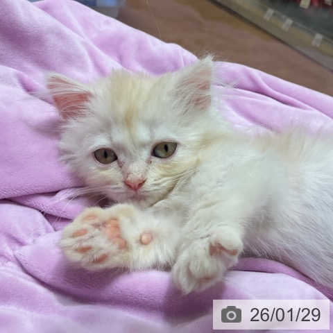 神奈川県のマンチカン (ペットプラス テラスモール湘南店/2025年11月20日生まれ/男の子/クリームタビー)の子猫の4枚目の画像