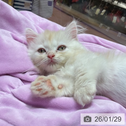 神奈川県のマンチカン (ペットプラス テラスモール湘南店/2025年11月20日生まれ/男の子/クリームタビー)の子猫の3枚目の画像