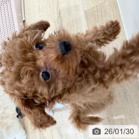 トイ・プードルの写真