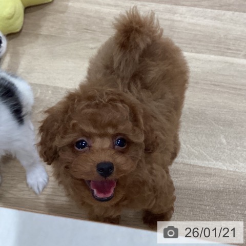 神奈川県のトイプードル(トイ) (ペットプラス ゆめが丘ソラトス店/2025年11月16日生まれ/男の子/レッド)の子犬の4枚目の画像