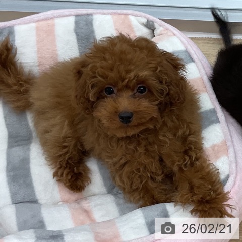 神奈川県のトイプードル(トイ) (ペットプラス アミーゴ藤沢店/2025年11月16日生まれ/男の子/レッド)の子犬の4枚目の画像