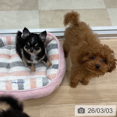 神奈川県のトイプードル(トイ) (ペットプラス アミーゴ藤沢店/2025年11月16日生まれ/男の子/レッド)の子犬の4枚目の画像