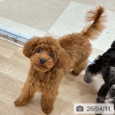 神奈川県のトイプードル(トイ) (ペットプラス アミーゴ藤沢店/2025年11月16日生まれ/男の子/レッド)の子犬の4枚目の画像