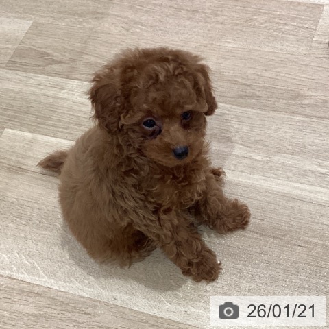 神奈川県のトイプードル(トイ) (ペットプラス ゆめが丘ソラトス店/2025年11月16日生まれ/男の子/レッド)の子犬の3枚目の画像