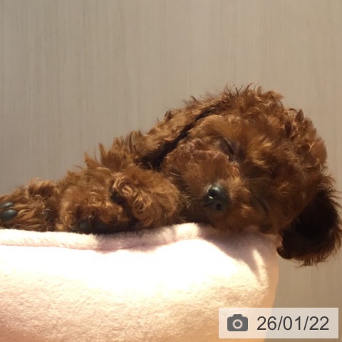 山形県のトイプードル(トイ) (ペットプラス 天童店/2025年11月16日生まれ/女の子/レッド)の子犬の3枚目の画像