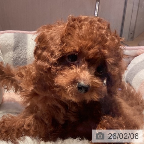 山形県のトイプードル(トイ) (ペットプラス 天童店/2025年11月16日生まれ/女の子/レッド)の子犬の4枚目の画像