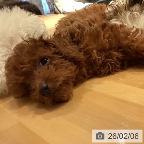 山形県のトイプードル(トイ) (ペットプラス 天童店/2025年11月16日生まれ/女の子/レッド)の子犬の3枚目の画像