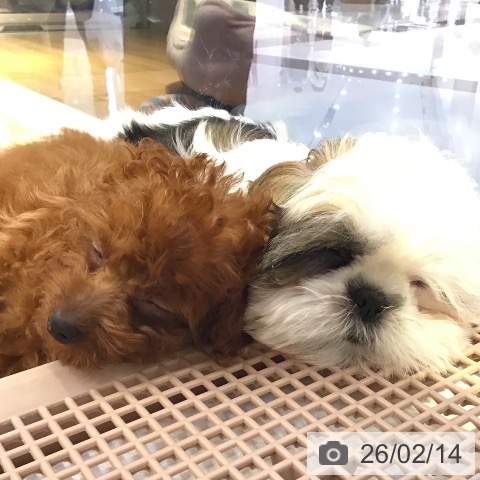 山形県のトイプードル(トイ) (ペットプラス 天童店/2025年11月16日生まれ/女の子/レッド)の子犬の3枚目の画像