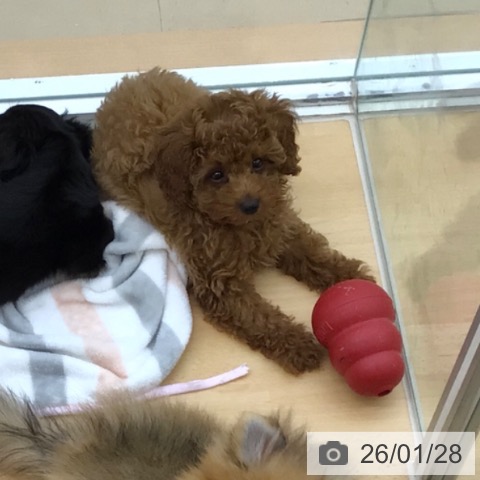 青森県のトイプードル(トイ) (ペットプラス 青森浜田店/2025年11月16日生まれ/女の子/レッド)の子犬の4枚目の画像