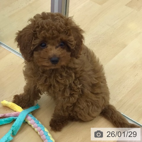 青森県のトイプードル(トイ) (ペットプラス 青森浜田店/2025年11月16日生まれ/女の子/レッド)の子犬の3枚目の画像