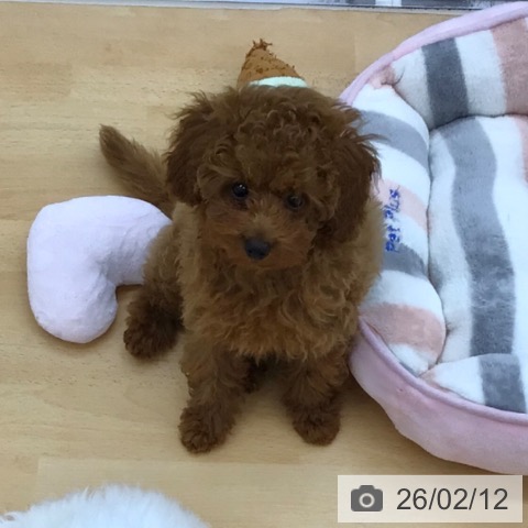 青森県のトイプードル(トイ) (ペットプラス 青森浜田店/2025年11月16日生まれ/女の子/レッド)の子犬の4枚目の画像