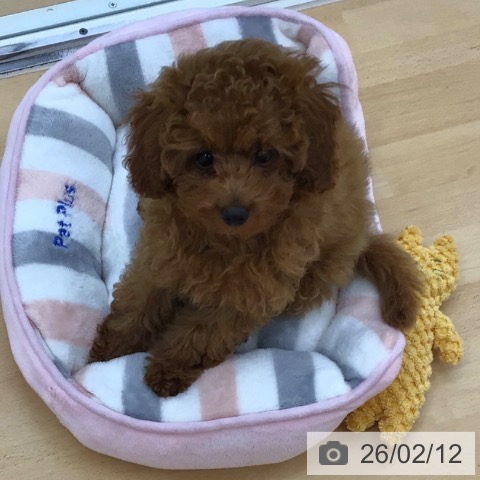 青森県のトイプードル(トイ) (ペットプラス 青森浜田店/2025年11月16日生まれ/女の子/レッド)の子犬の3枚目の画像