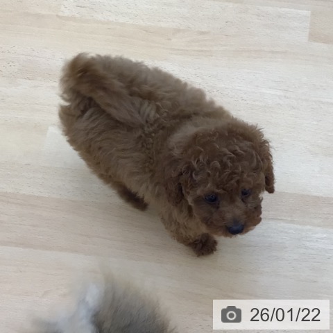 青森県のトイプードル(トイ) (ペットプラス 青森浜田店/2025年11月16日生まれ/女の子/レッド)の子犬の3枚目の画像