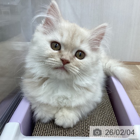 宮城県のミヌエット (ペットプラス 名取店/2025年11月6日生まれ/女の子/クリームタビー)の子猫の4枚目の画像