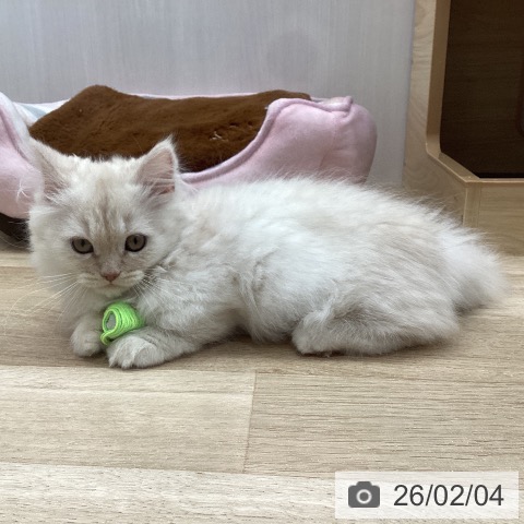 ミヌエットの写真