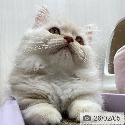 ミヌエットの写真