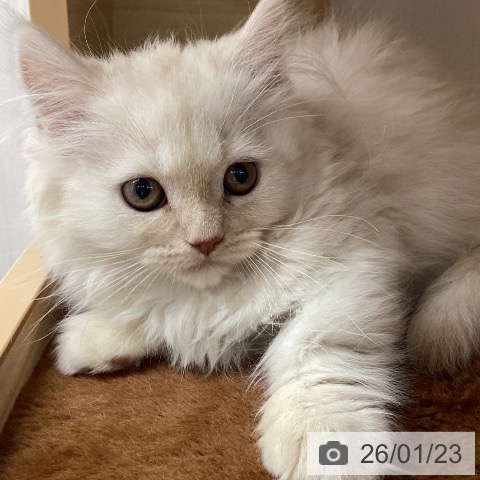 宮城県のミヌエット (ペットプラス 名取店/2025年11月6日生まれ/女の子/クリームタビー)の子猫の3枚目の画像