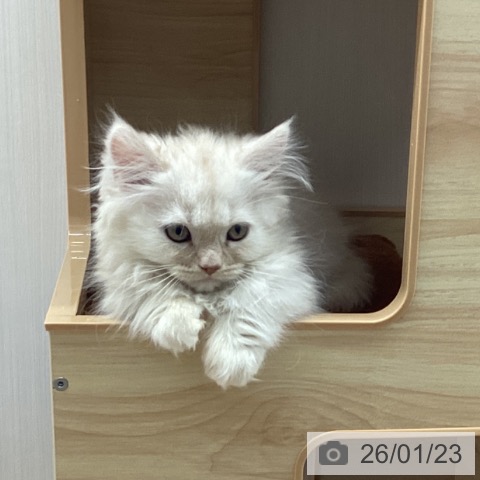 ミヌエットの写真