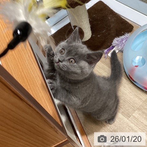 東京都のブリティッシュショートヘアー (ペットプラス むさし村山店/2025年11月18日生まれ/女の子/ブルー)の子猫の4枚目の画像