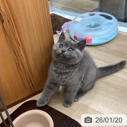 東京都のブリティッシュショートヘアー (ペットプラス むさし村山店/2025年11月18日生まれ/女の子/ブルー)の子猫の3枚目の画像