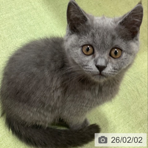 千葉県のブリティッシュショートヘアー (ペットプラス 幕張新都心店/2025年11月18日生まれ/女の子/ブルー)の子猫の3枚目の画像