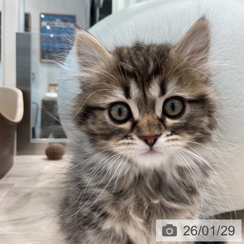 サイベリアンの写真