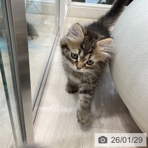 サイベリアンの写真